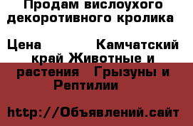 Продам вислоухого декоротивного кролика › Цена ­ 2 000 - Камчатский край Животные и растения » Грызуны и Рептилии   